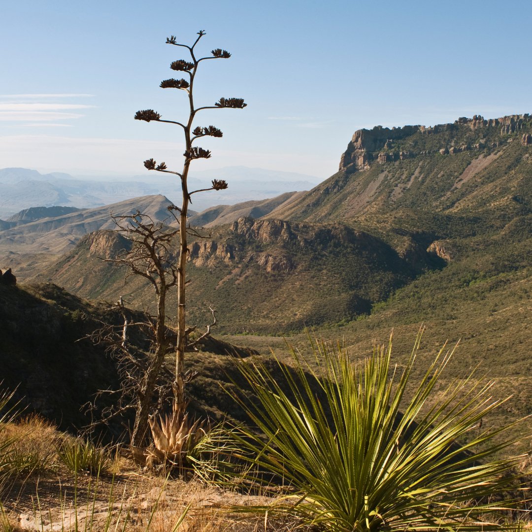 Elevate Your Skincare Routine with DIY Herbal Infusions - KAM Family Botanics