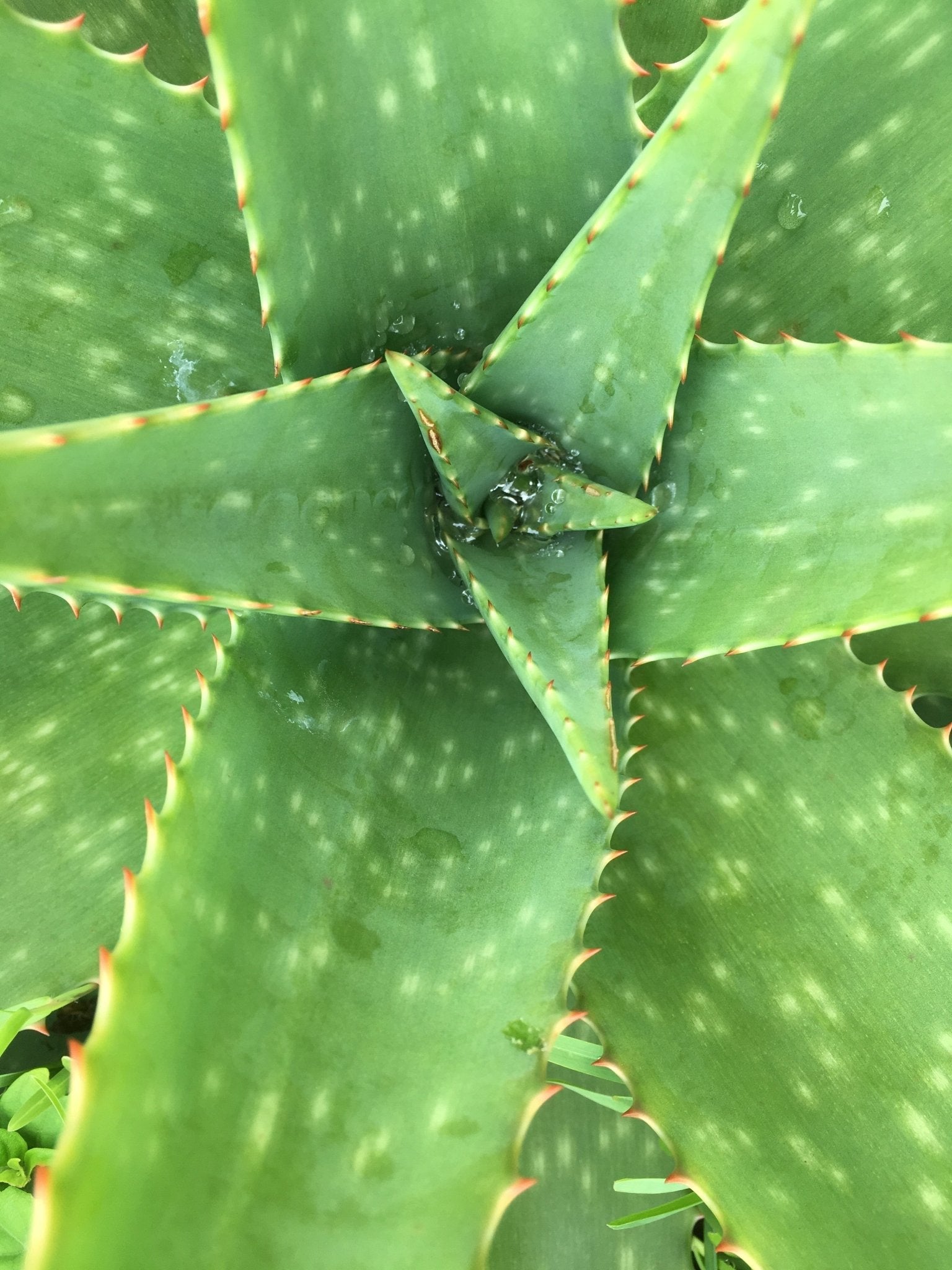 Facts About Aloe Vera In 500 Words or Less - KAM Family Botanics