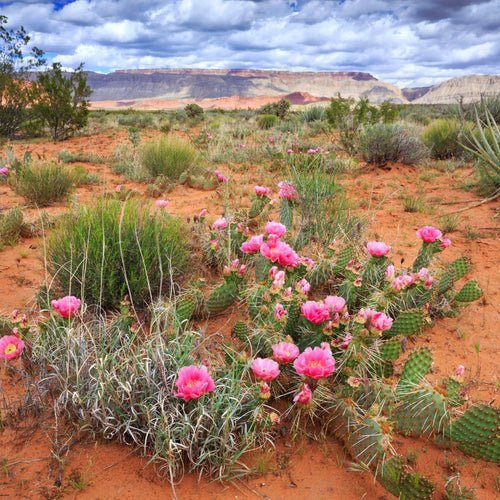 Plant Extremophiles in Haircare and Skincare - KAM Family Botanics