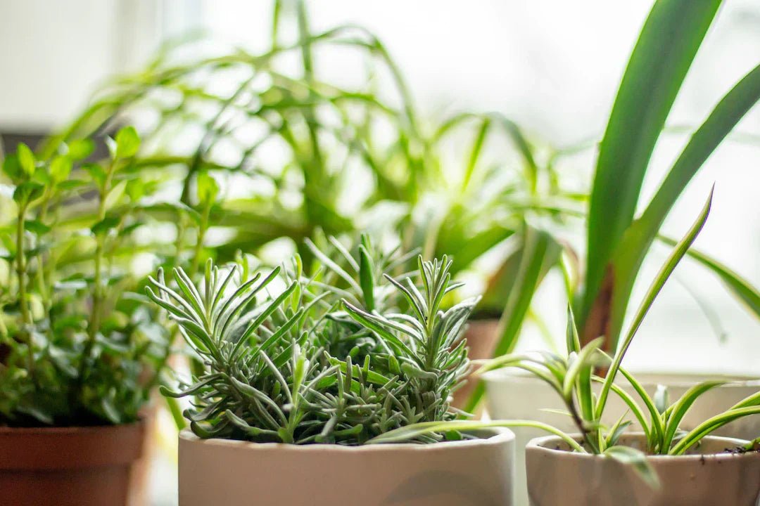 Start Your Own Herb Garden: A Beginner's Guide - KAM Family Botanics