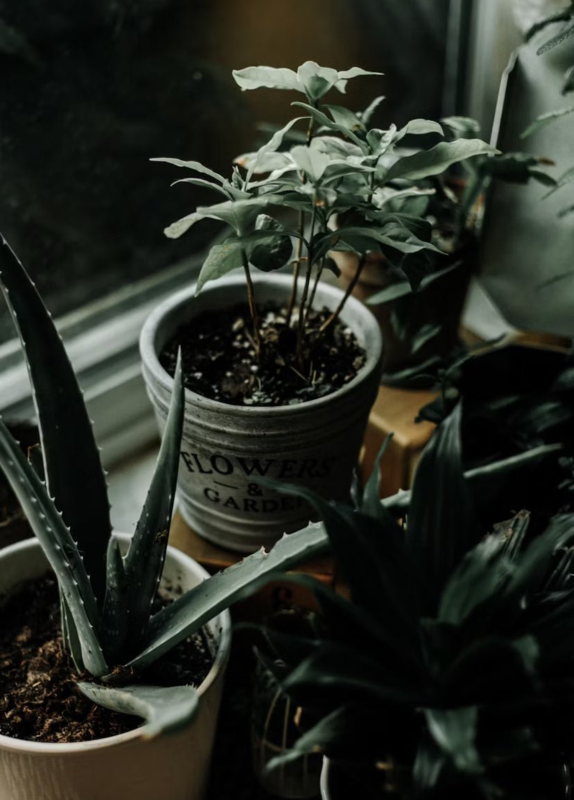 Embracing Natural Beauty: The Shift Away from Synthetics - KAM Family Botanics