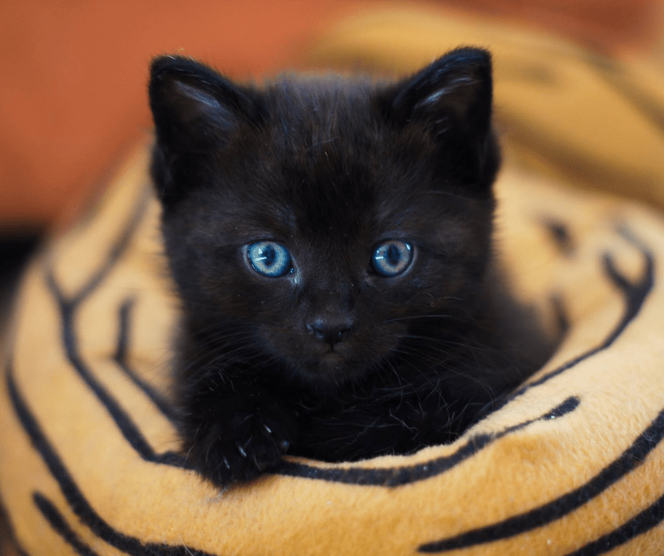 The Ultimate Guide To Cats - KAM Family Botanics