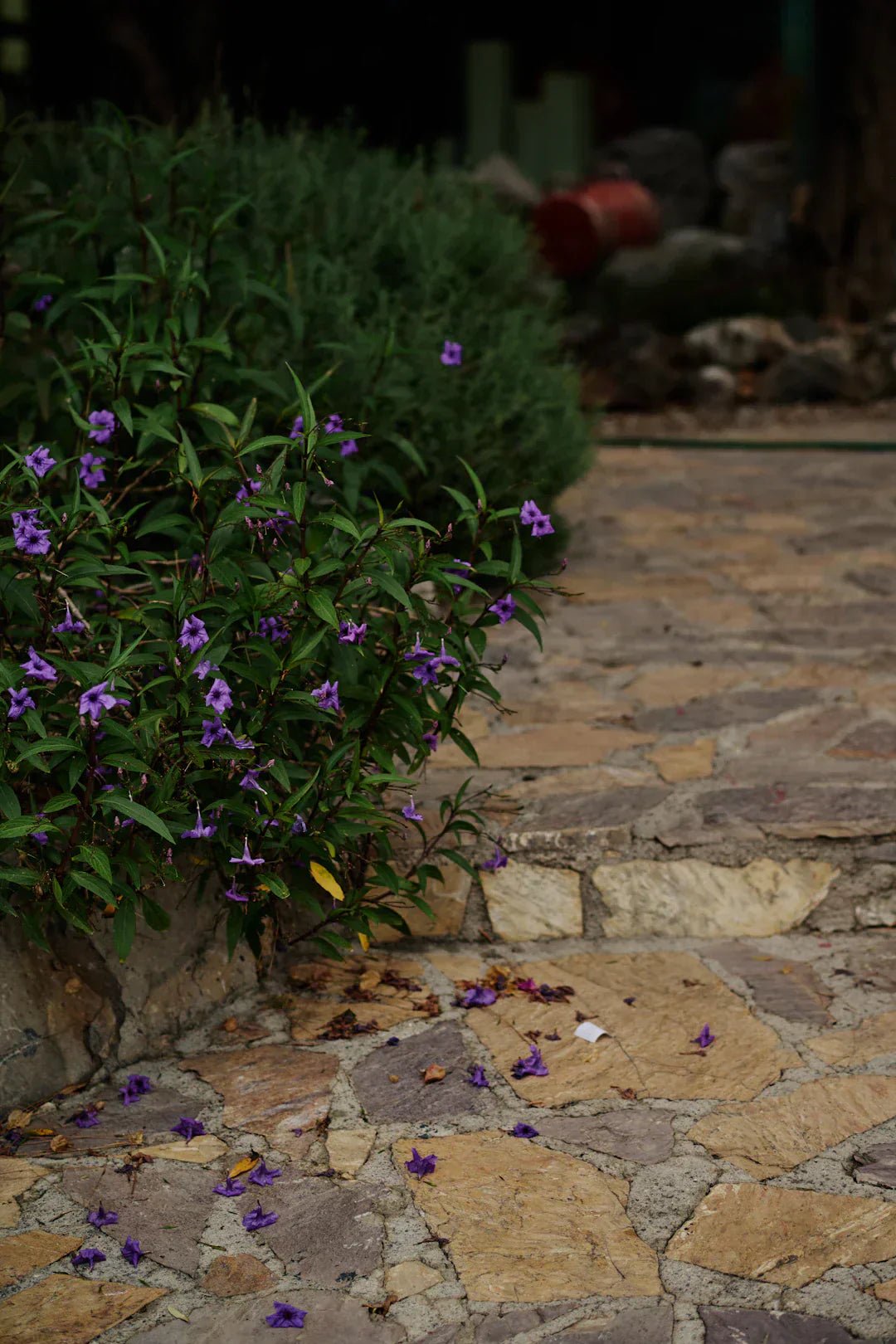 Top 5 Herbs for Radiant Skin in Your Skincare Routine - KAM Family Botanics