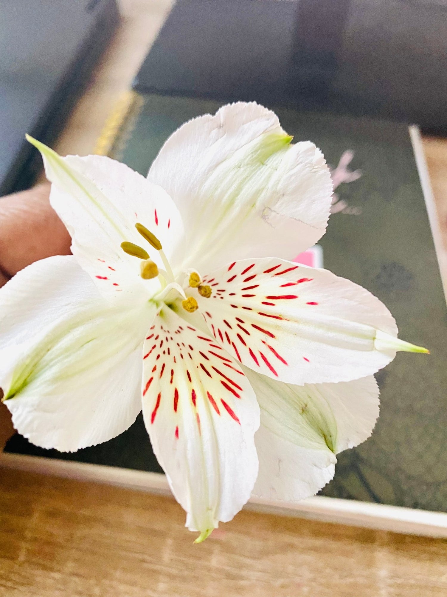 Botanical Beauty Products - KAM Family Botanics